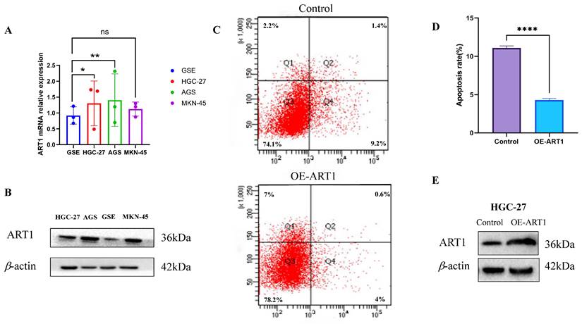 J Cancer Image