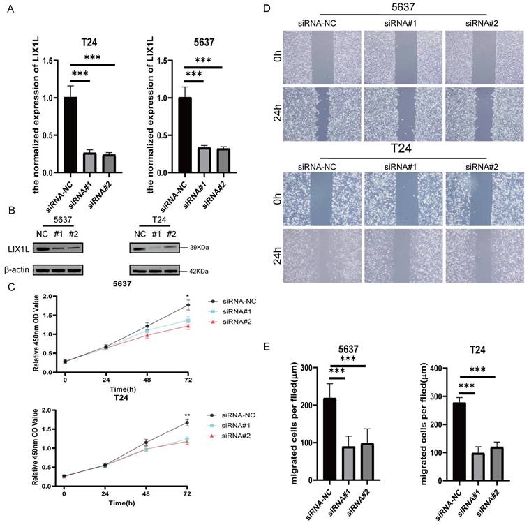 J Cancer Image