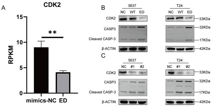 J Cancer Image