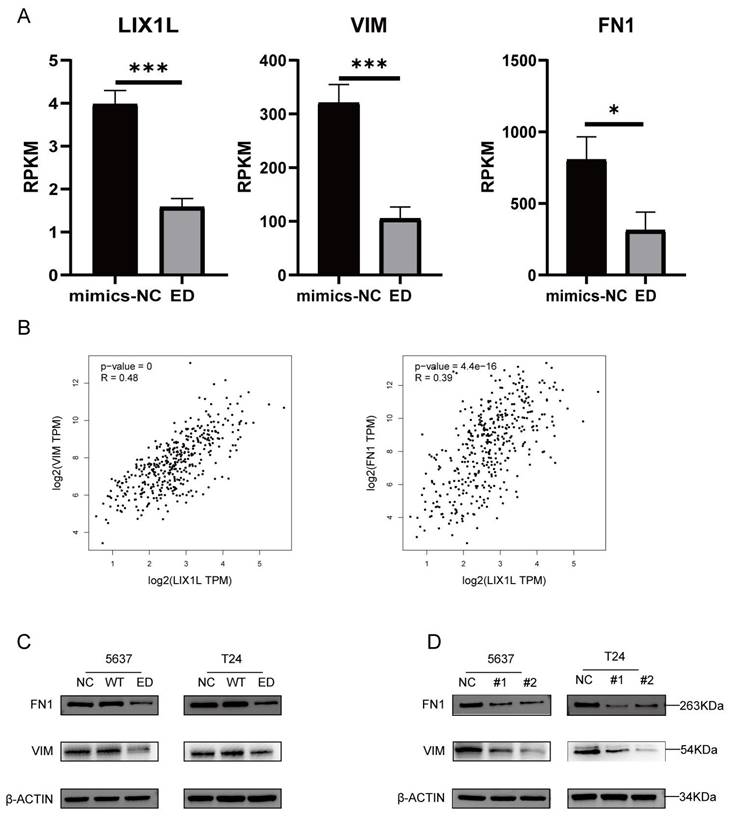 J Cancer Image