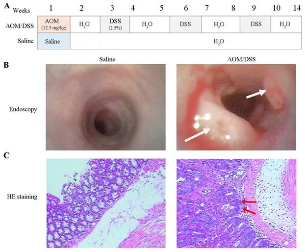 J Cancer Image