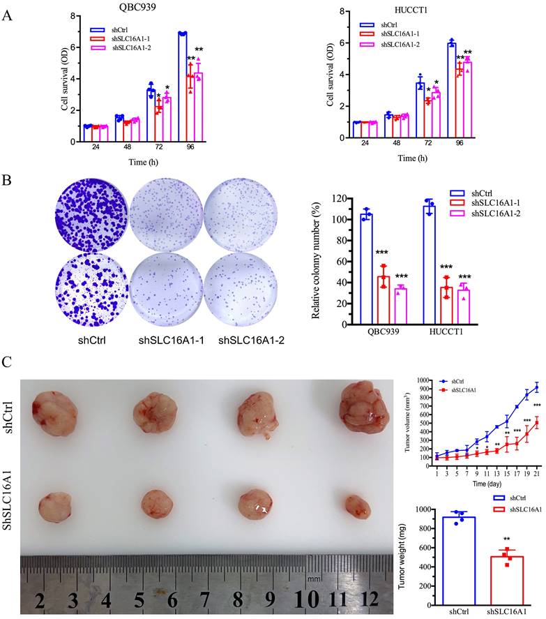 J Cancer Image