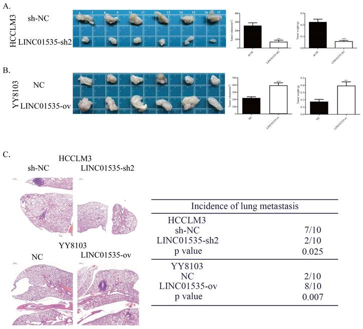 J Cancer Image