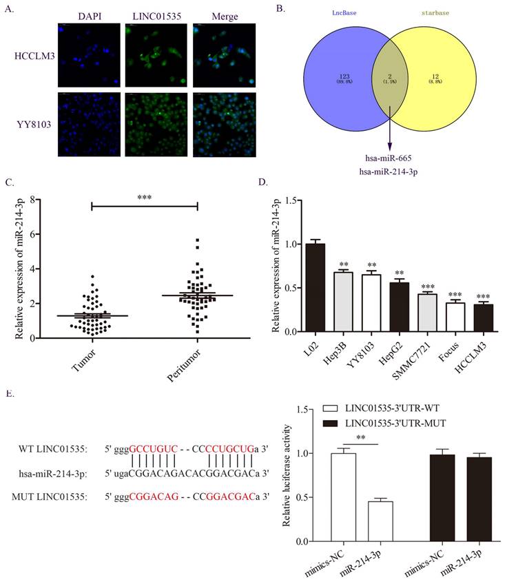 J Cancer Image