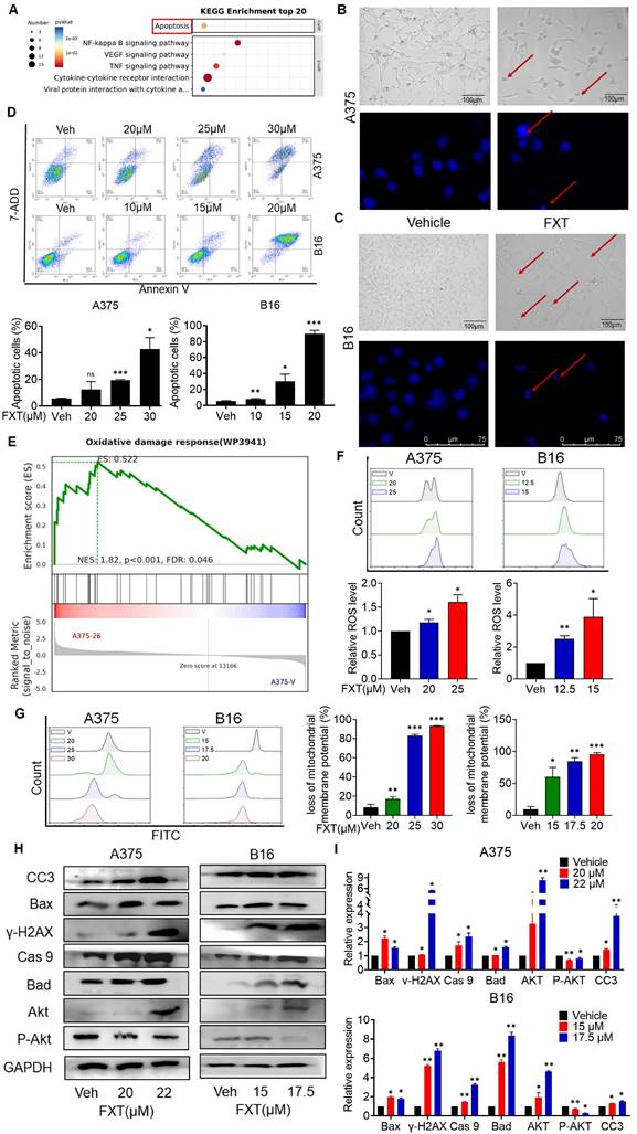 J Cancer Image