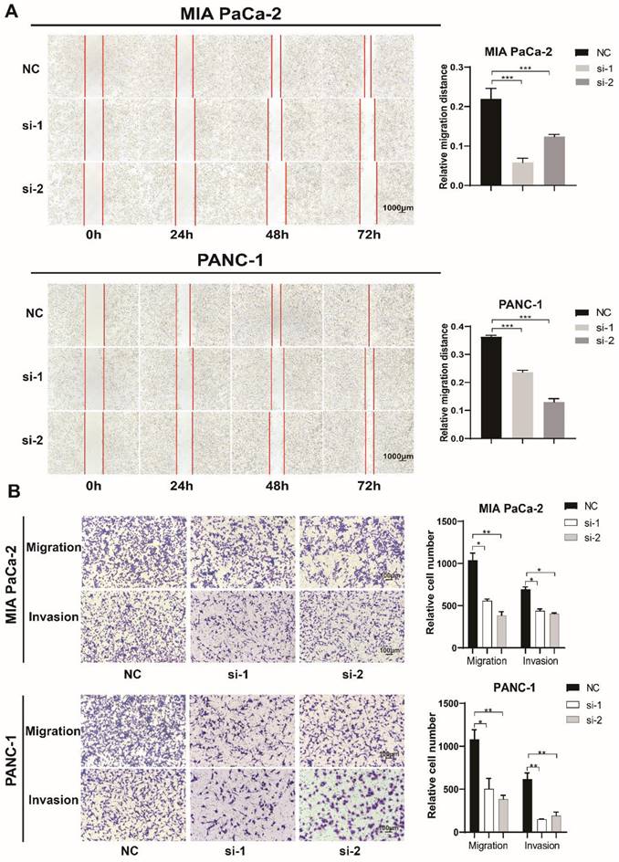J Cancer Image