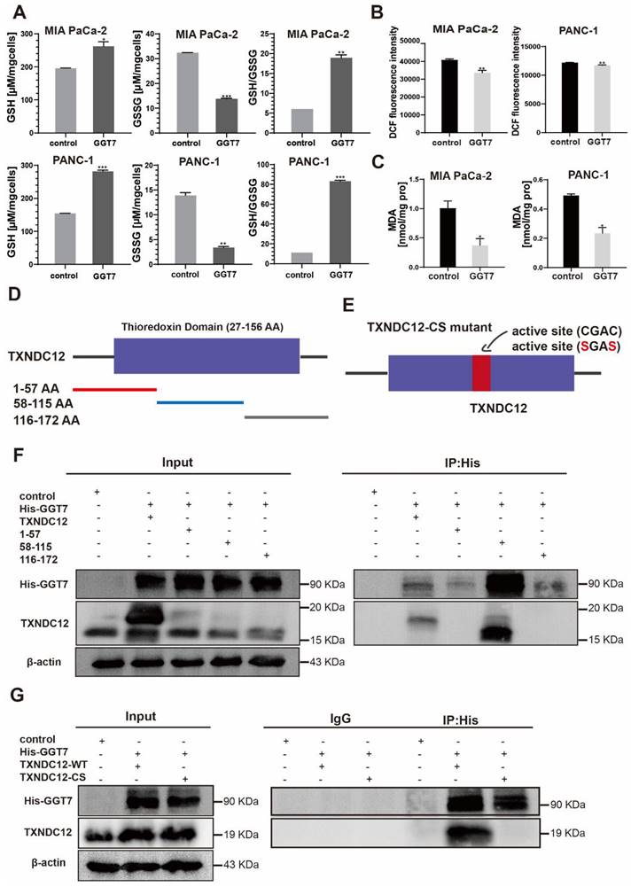 J Cancer Image