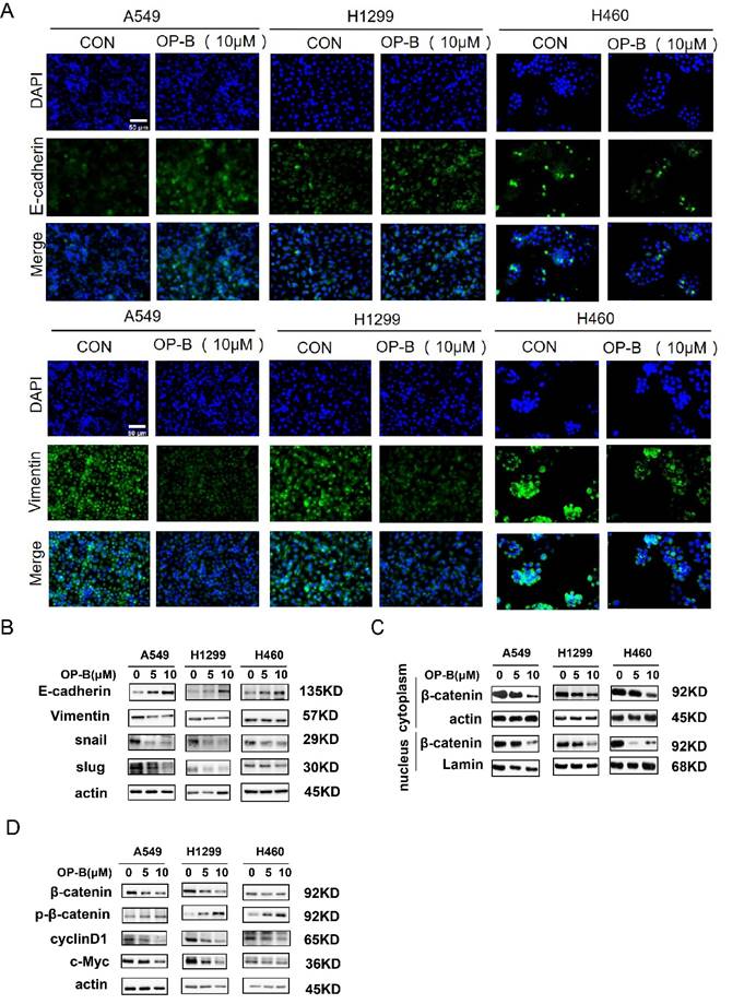 J Cancer Image