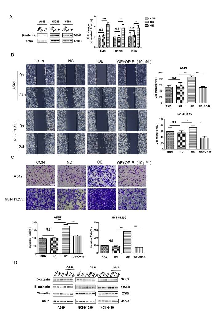 J Cancer Image