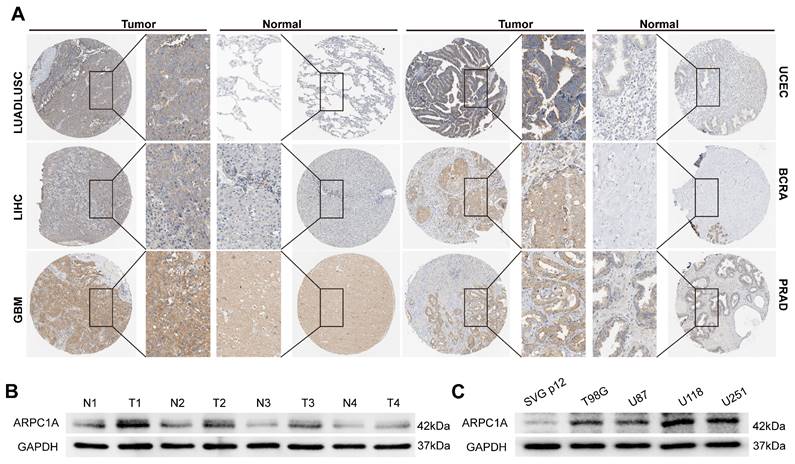 J Cancer Image