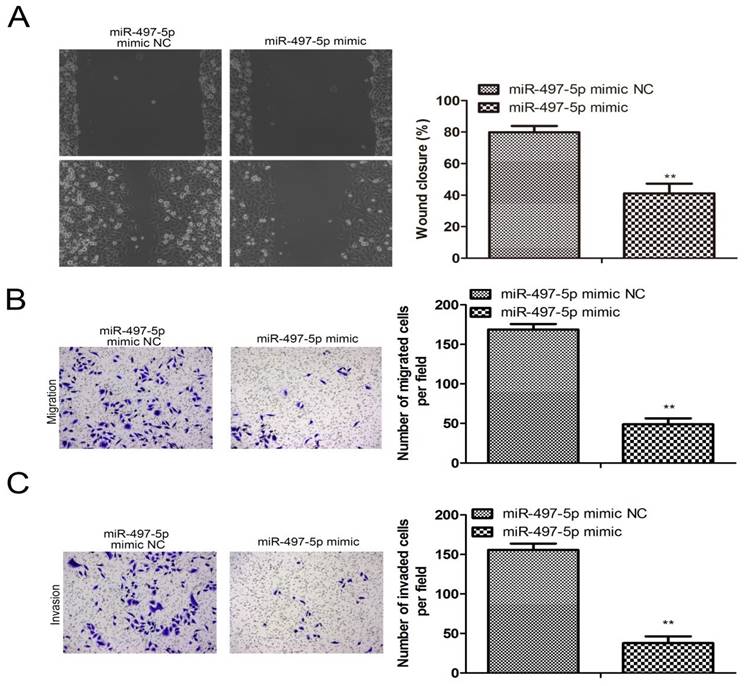 J Cancer Image