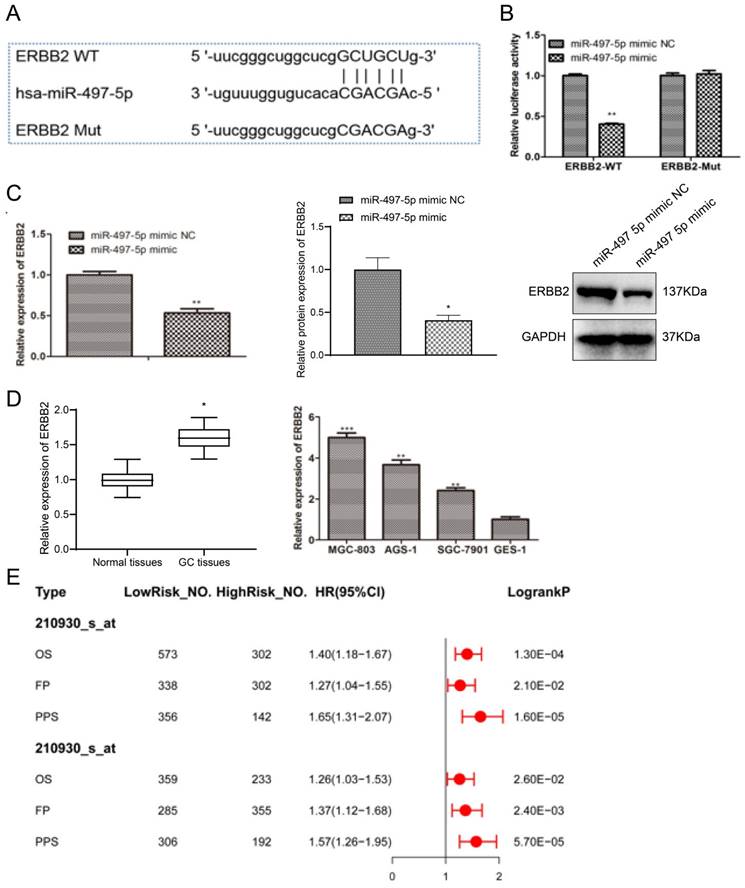 J Cancer Image