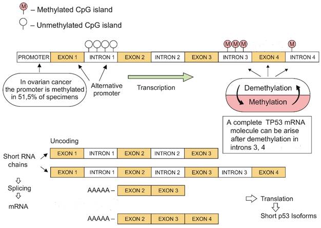 J Cancer Image