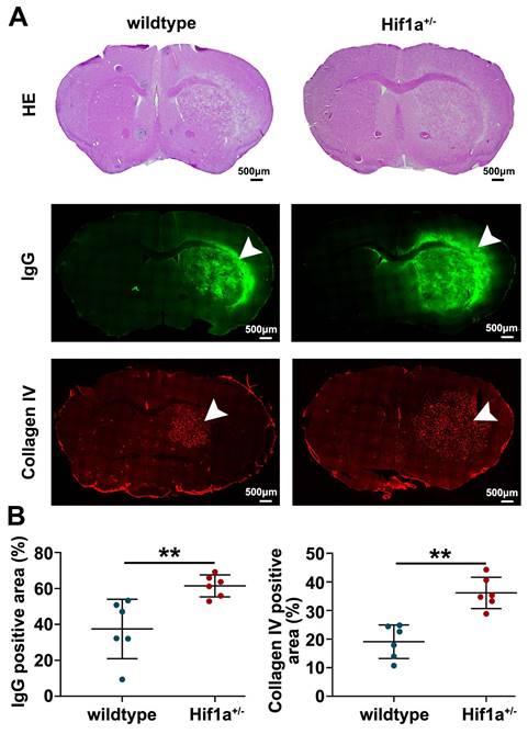 J Cancer Image