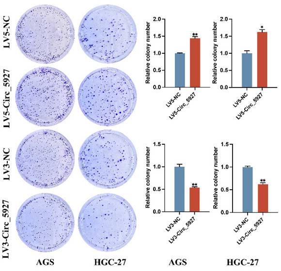 J Cancer Image