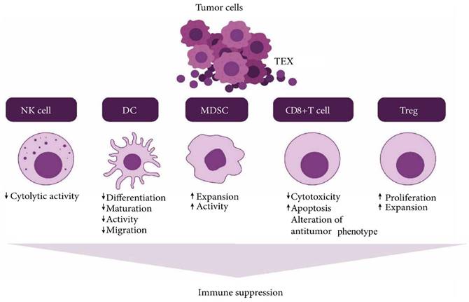 J Cancer Image