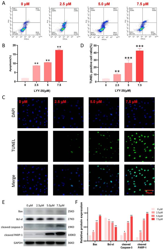 J Cancer Image