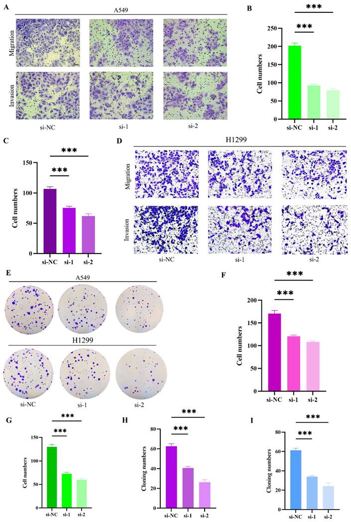 J Cancer Image