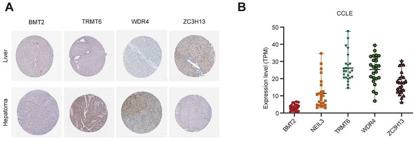 J Cancer Image