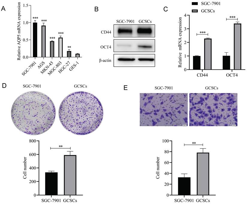 J Cancer Image