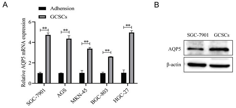 J Cancer Image