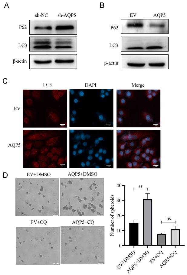 J Cancer Image