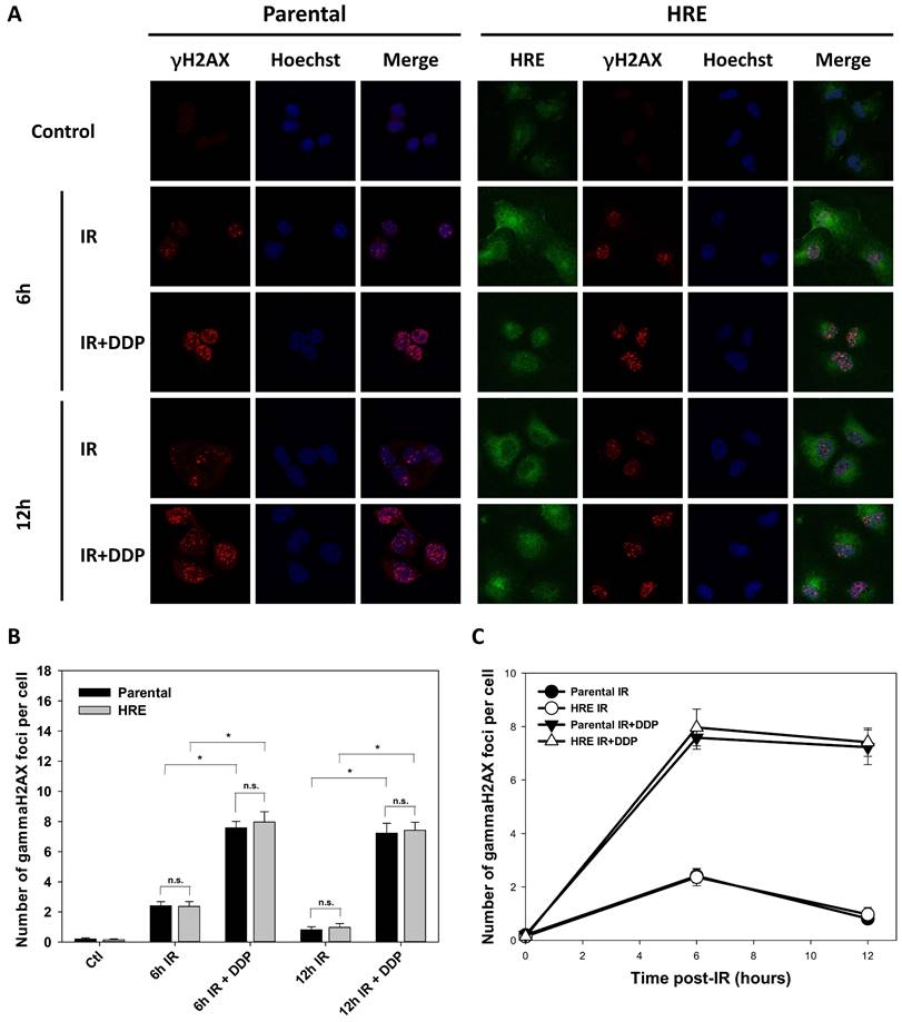 J Cancer Image