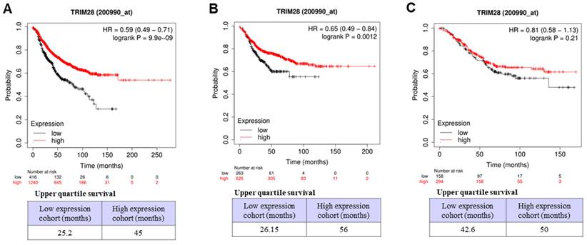 J Cancer Image