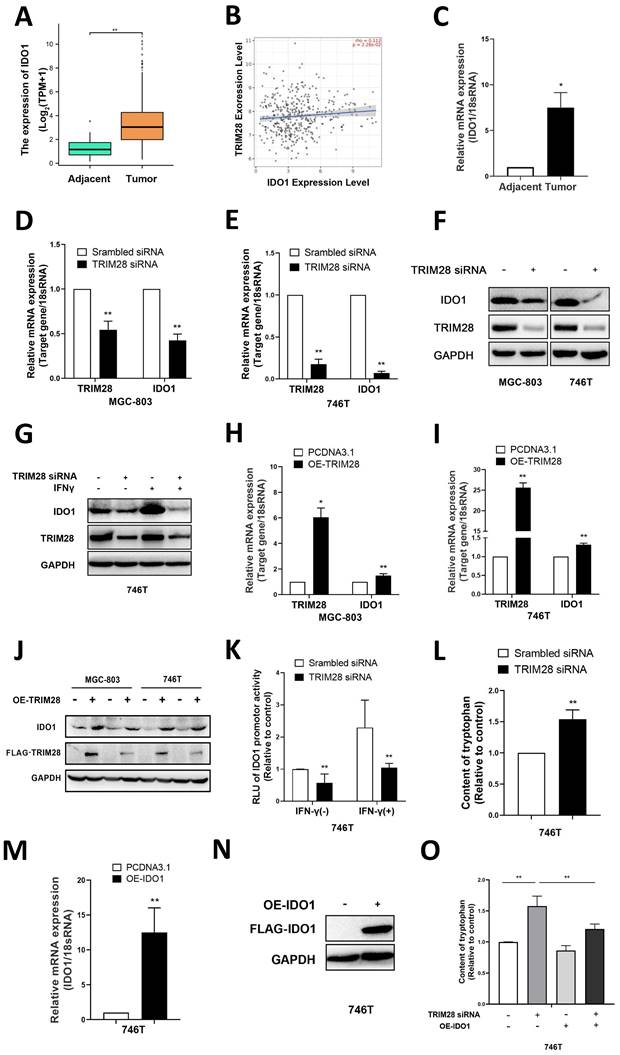 J Cancer Image