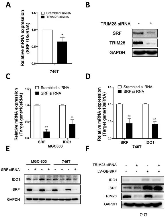 J Cancer Image