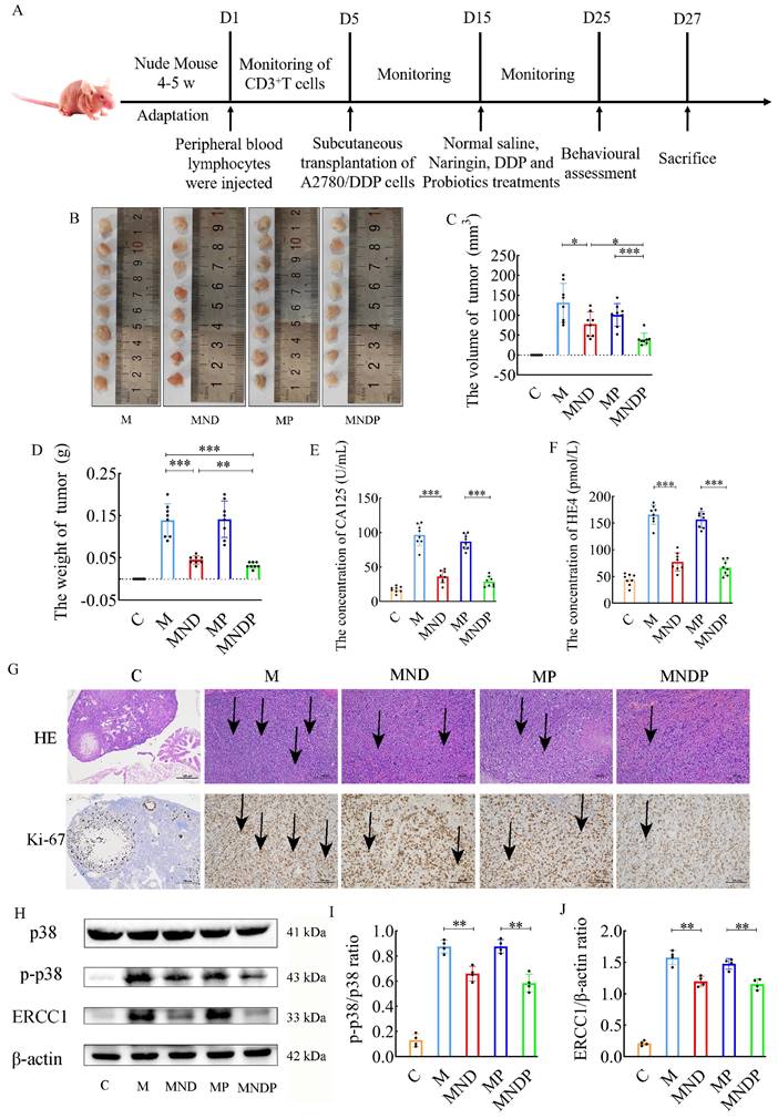 J Cancer Image