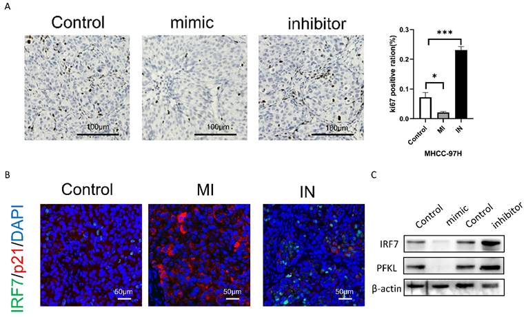 J Cancer Image