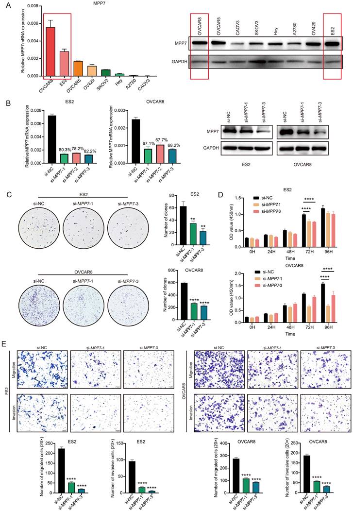 J Cancer Image