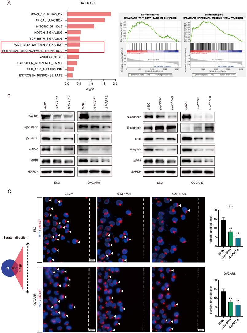 J Cancer Image