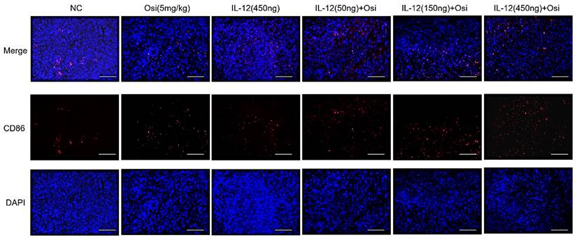 J Cancer Image