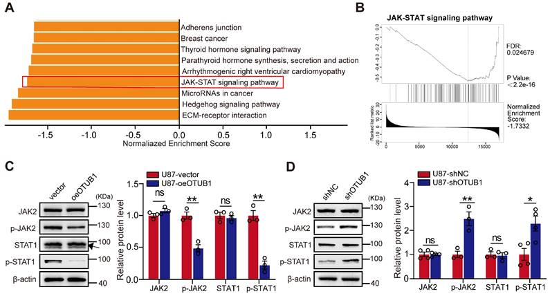 J Cancer Image
