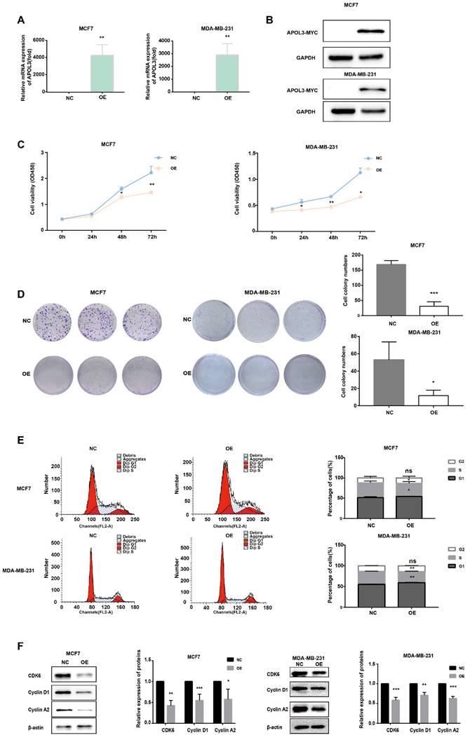 J Cancer Image
