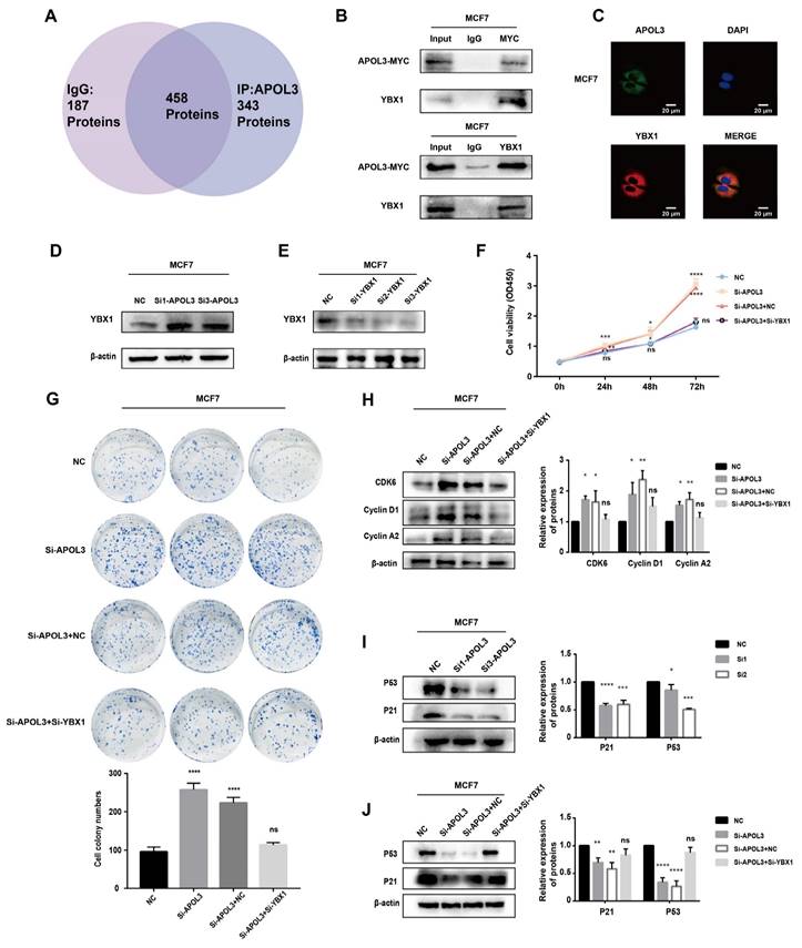 J Cancer Image
