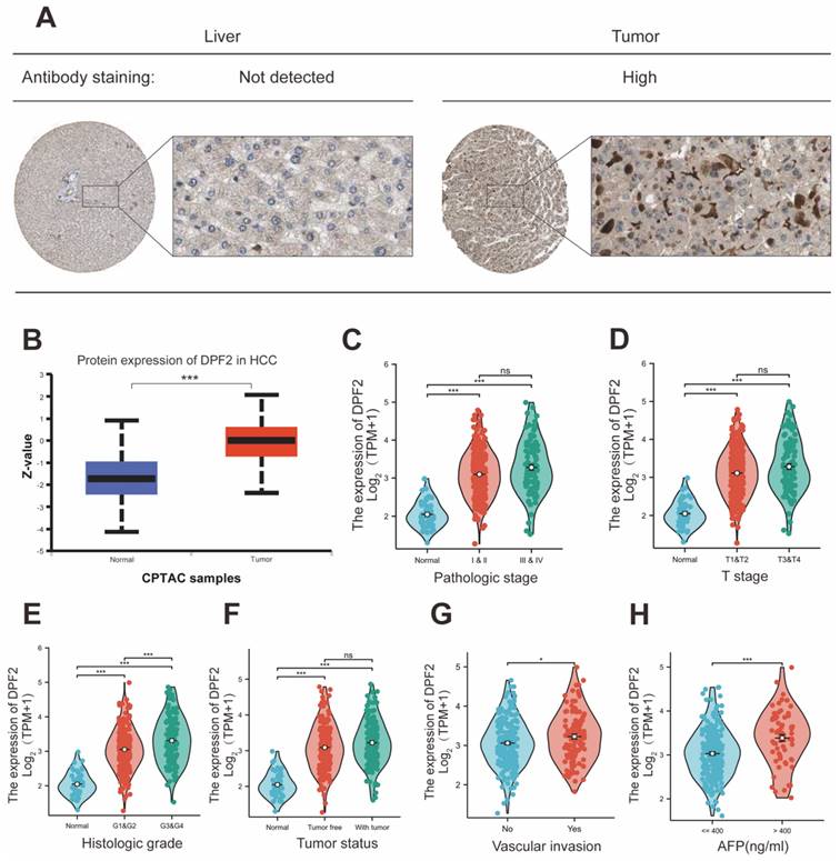 J Cancer Image