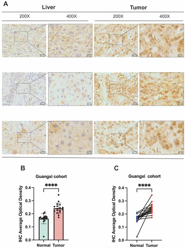J Cancer Image