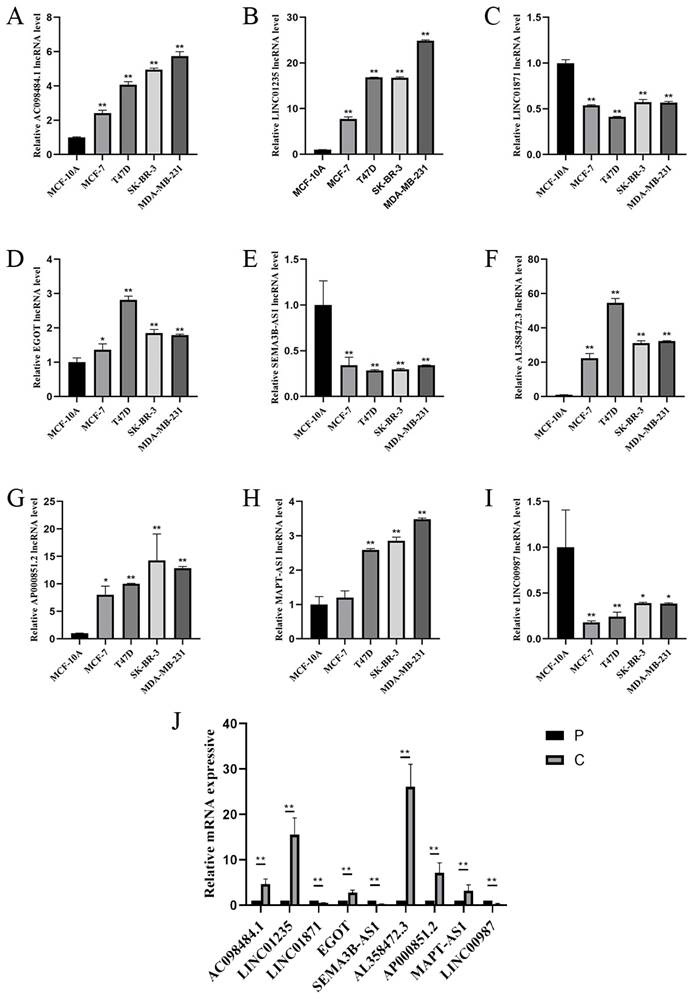 J Cancer Image