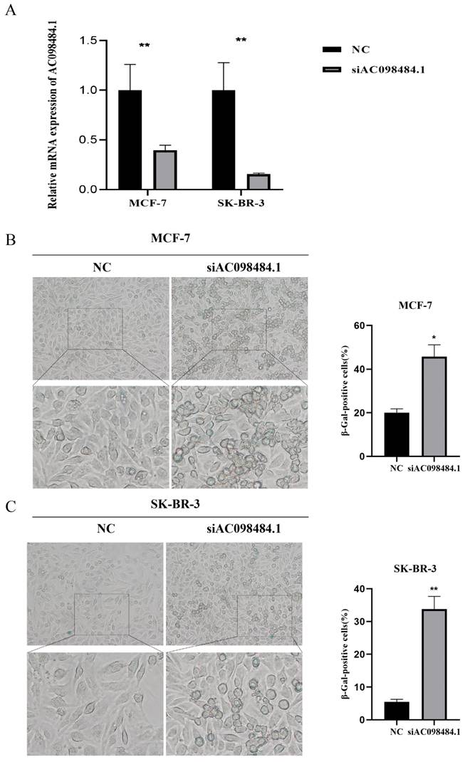 J Cancer Image