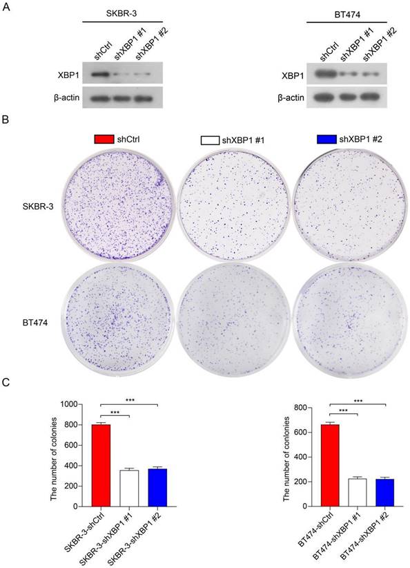 J Cancer Image