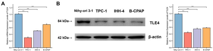 J Cancer Image