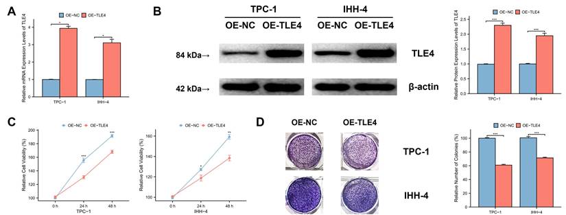J Cancer Image