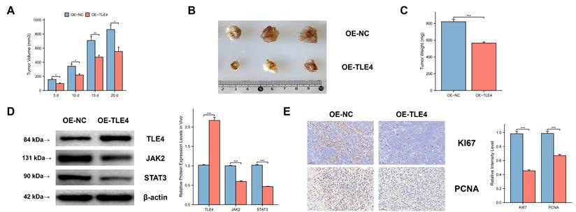 J Cancer Image