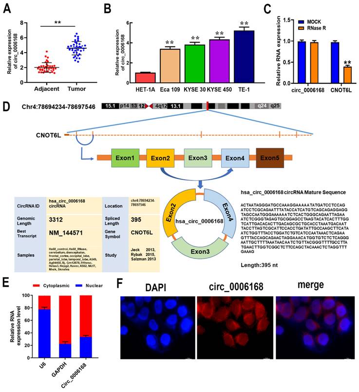J Cancer Image