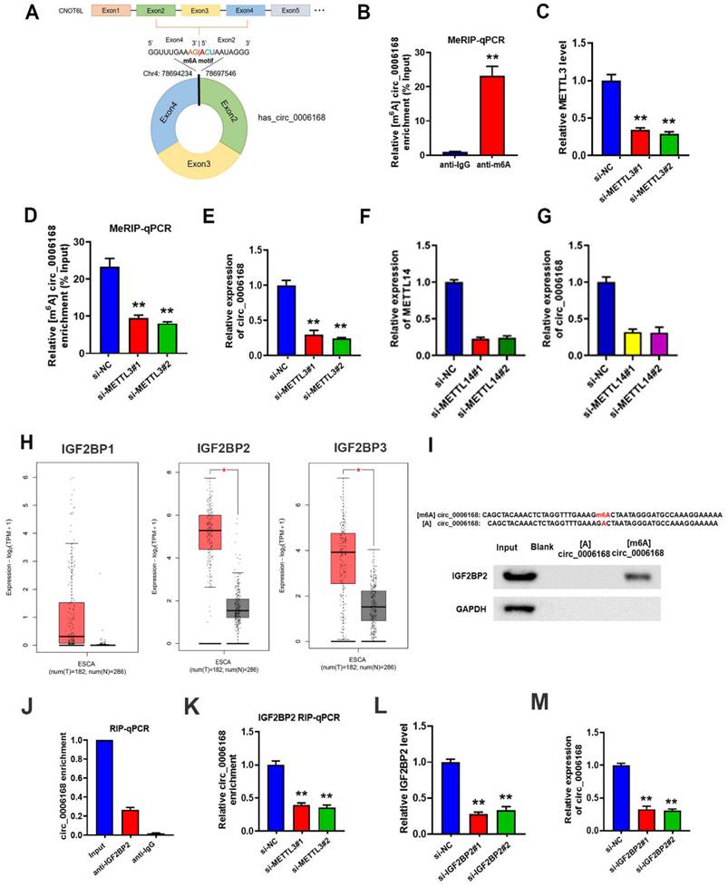 J Cancer Image
