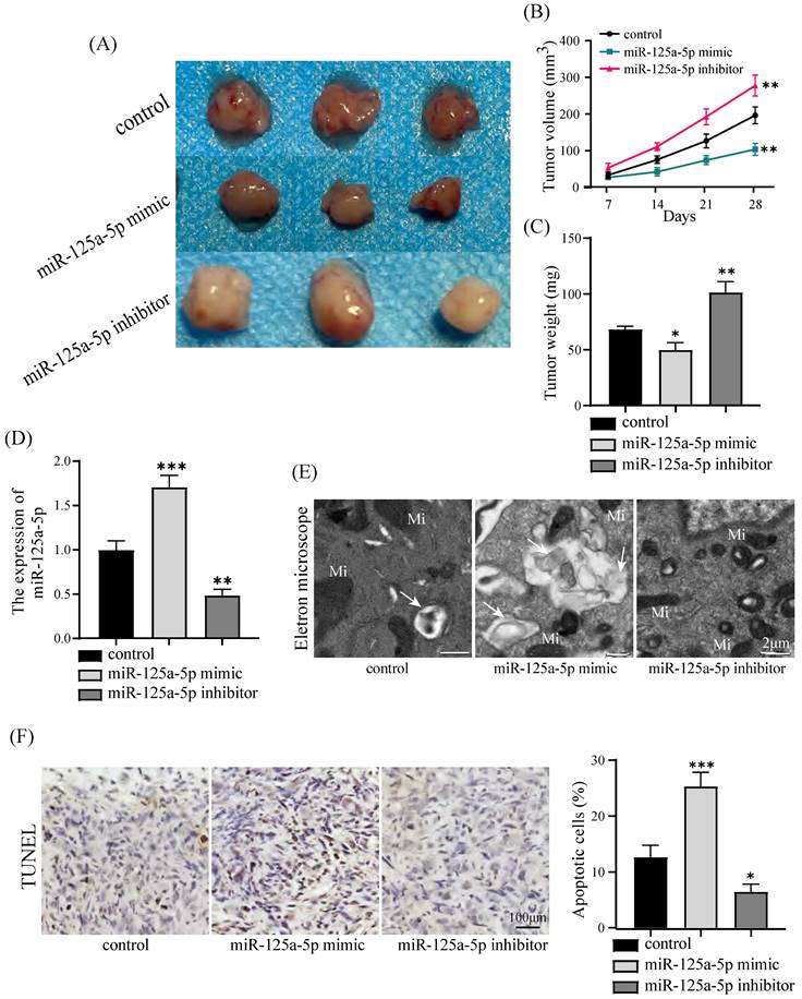 J Cancer Image