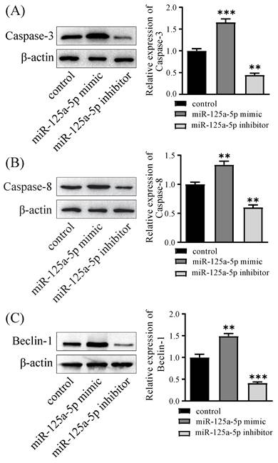 J Cancer Image